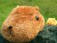 カピバラさん 壁紙 カピバラさん 壁紙
